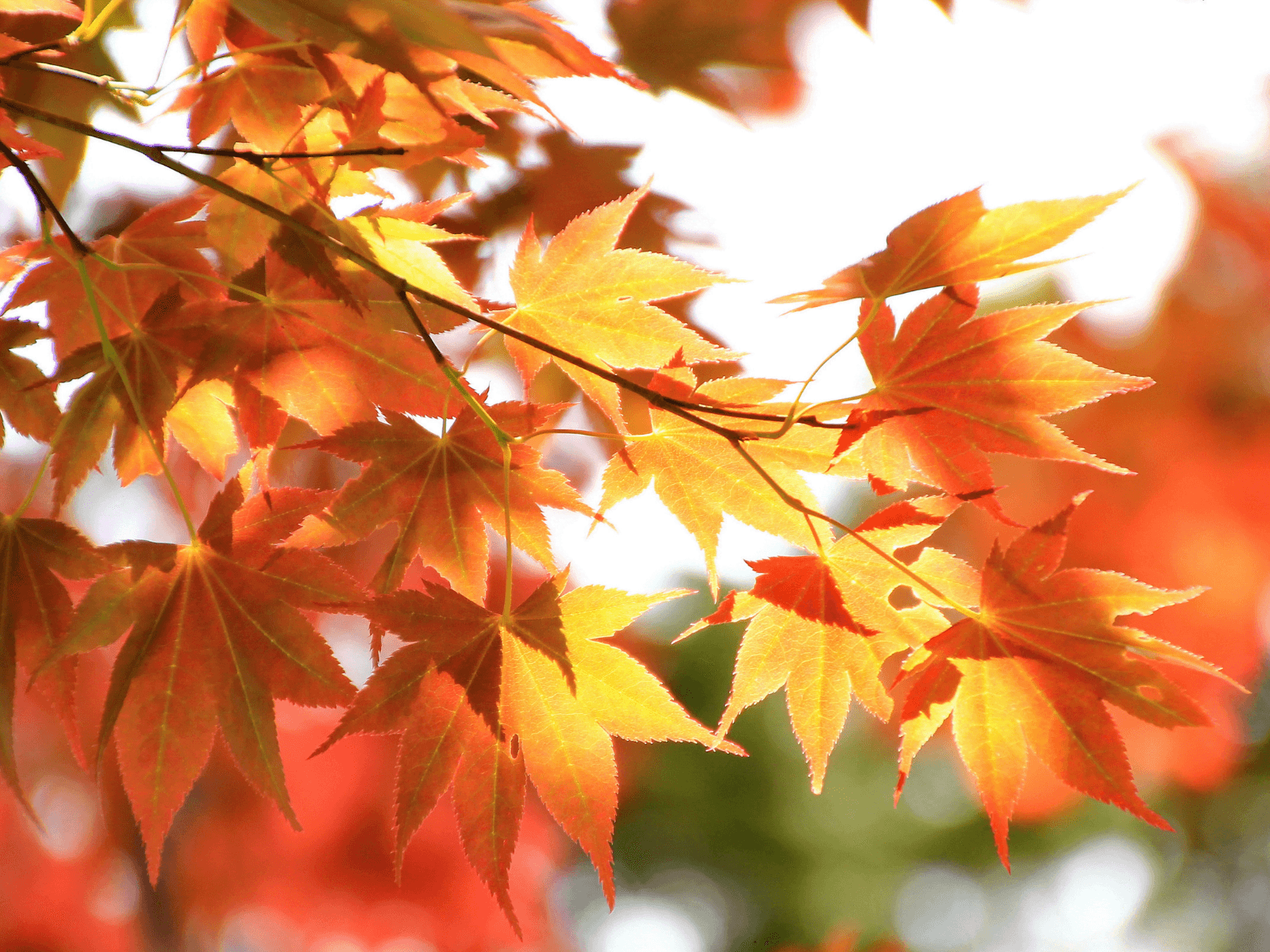 poconos fall foliage