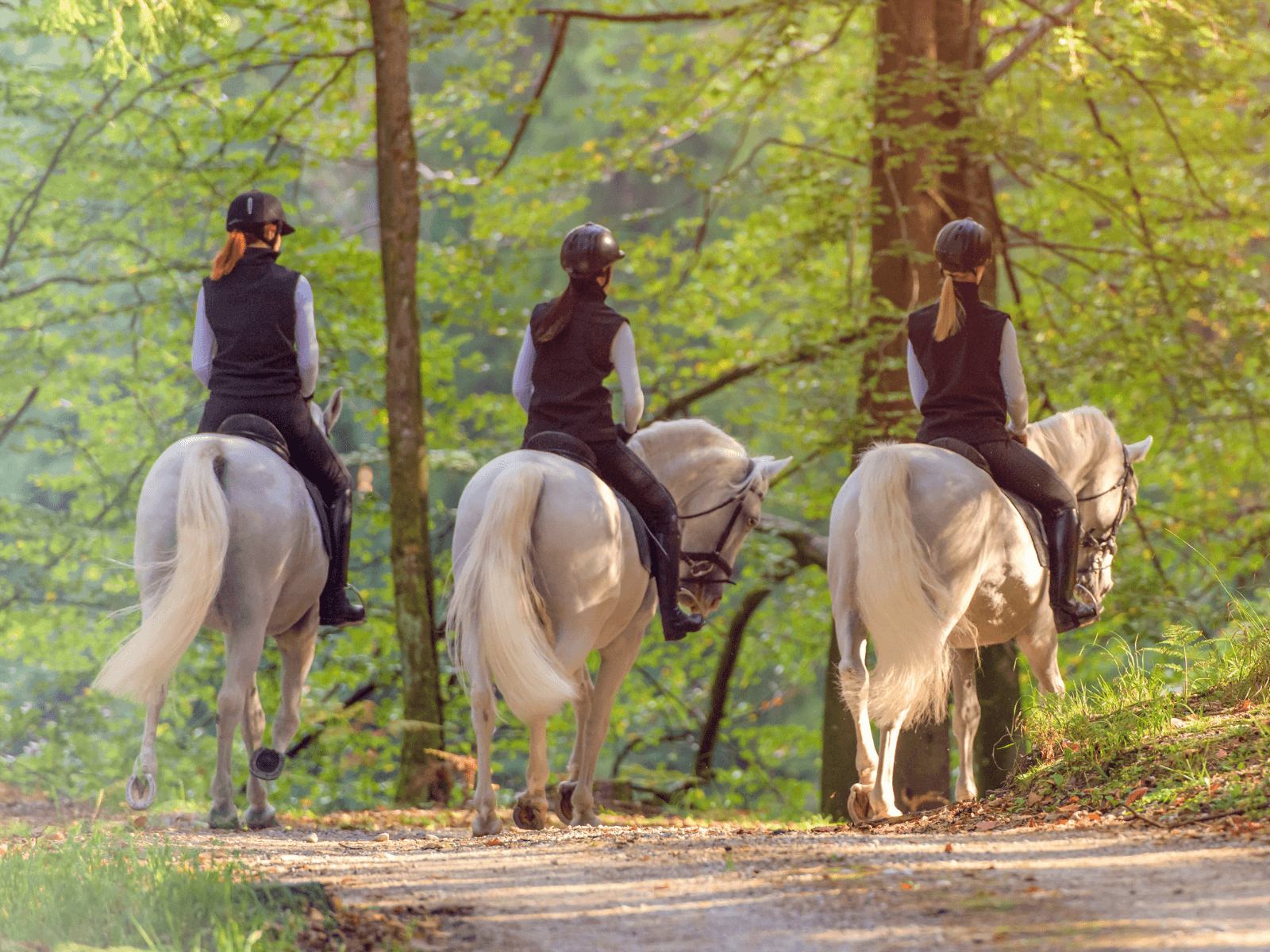 Horse back riding in woods