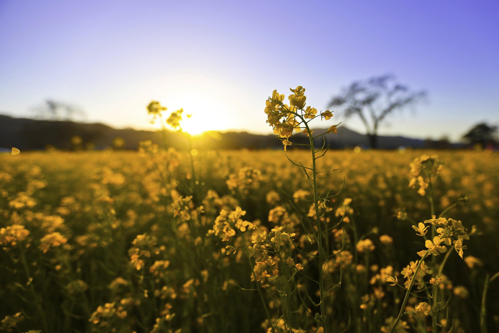 Flowers in a field with a blue sky