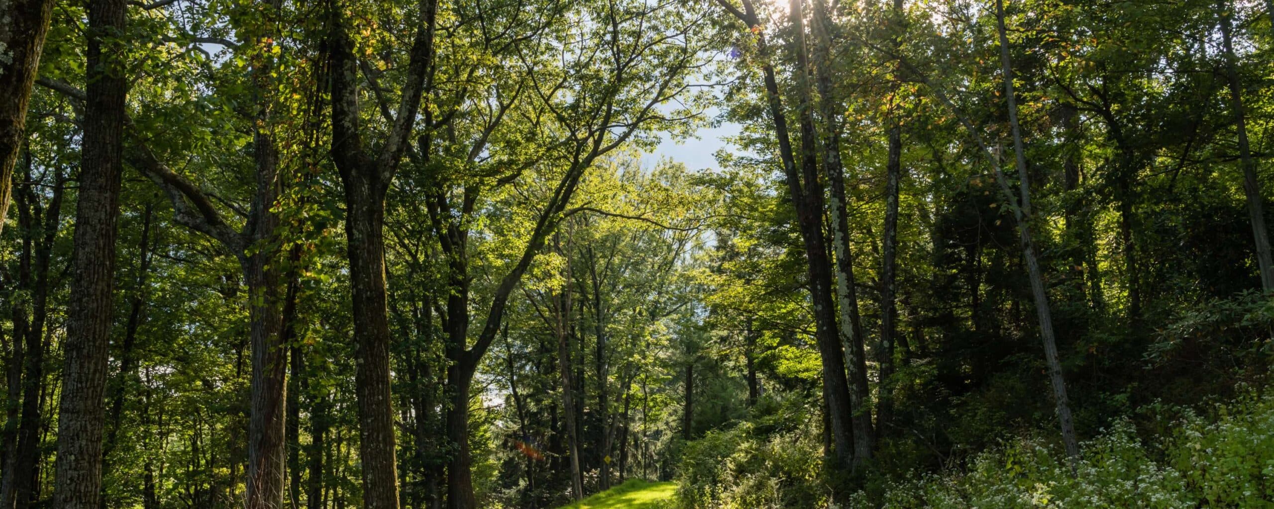A sunlit path winding through a lush, green forest.