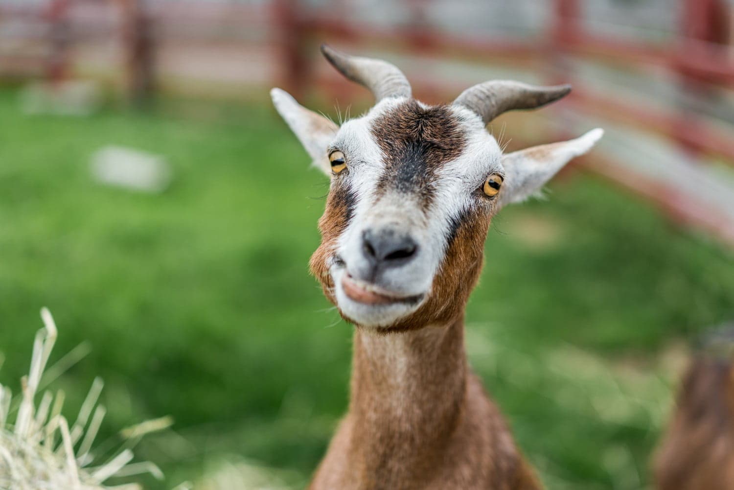 A goat with distinct facial markings stands curiously in a grassy enclosure.
