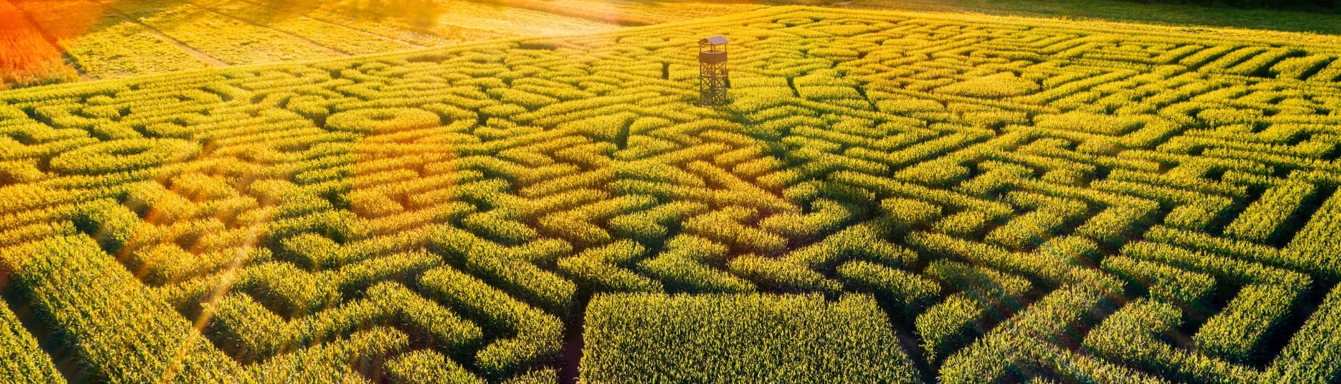 A large corn maze in the Poconos