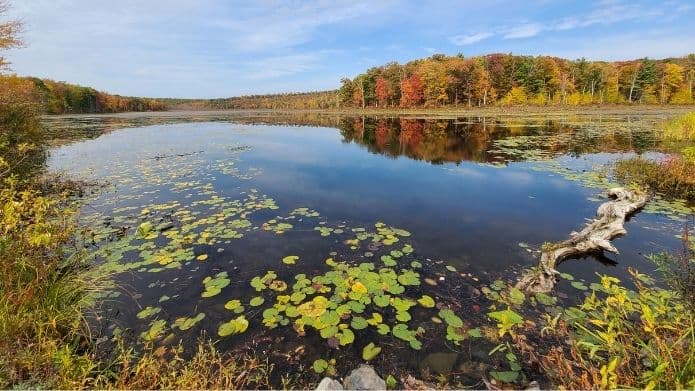 A scenic view of a tranquil lake surrounded by autumn foliage and lily pads.