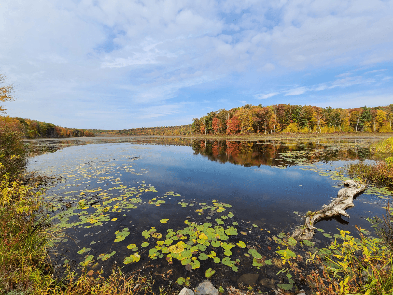 A serene lake surrounded by colorful autumn foliage and lily pads under a blue sky.