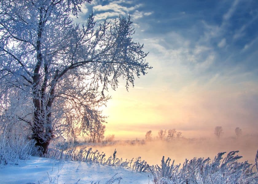 Frost-covered trees alongside a misty river at sunrise. Frost-covered trees alongside a misty river at sunrise.