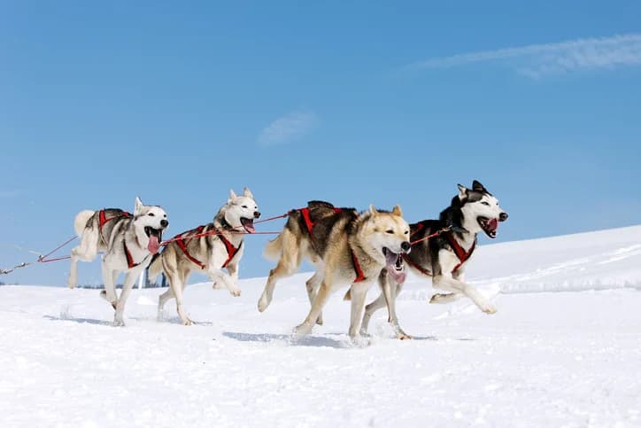 A team of four sled dogs runs joyfully across a snowy landscape under a clear blue sky.