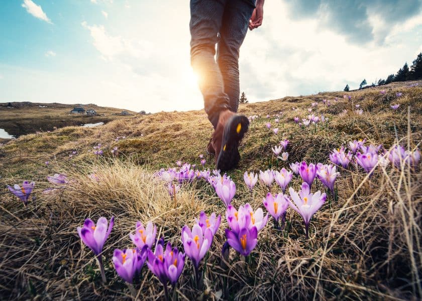 A person walks through a field of purple crocus flowers with sunlight illuminating the scene. A person walks through a field of purple crocus flowers with sunlight illuminating the scene.