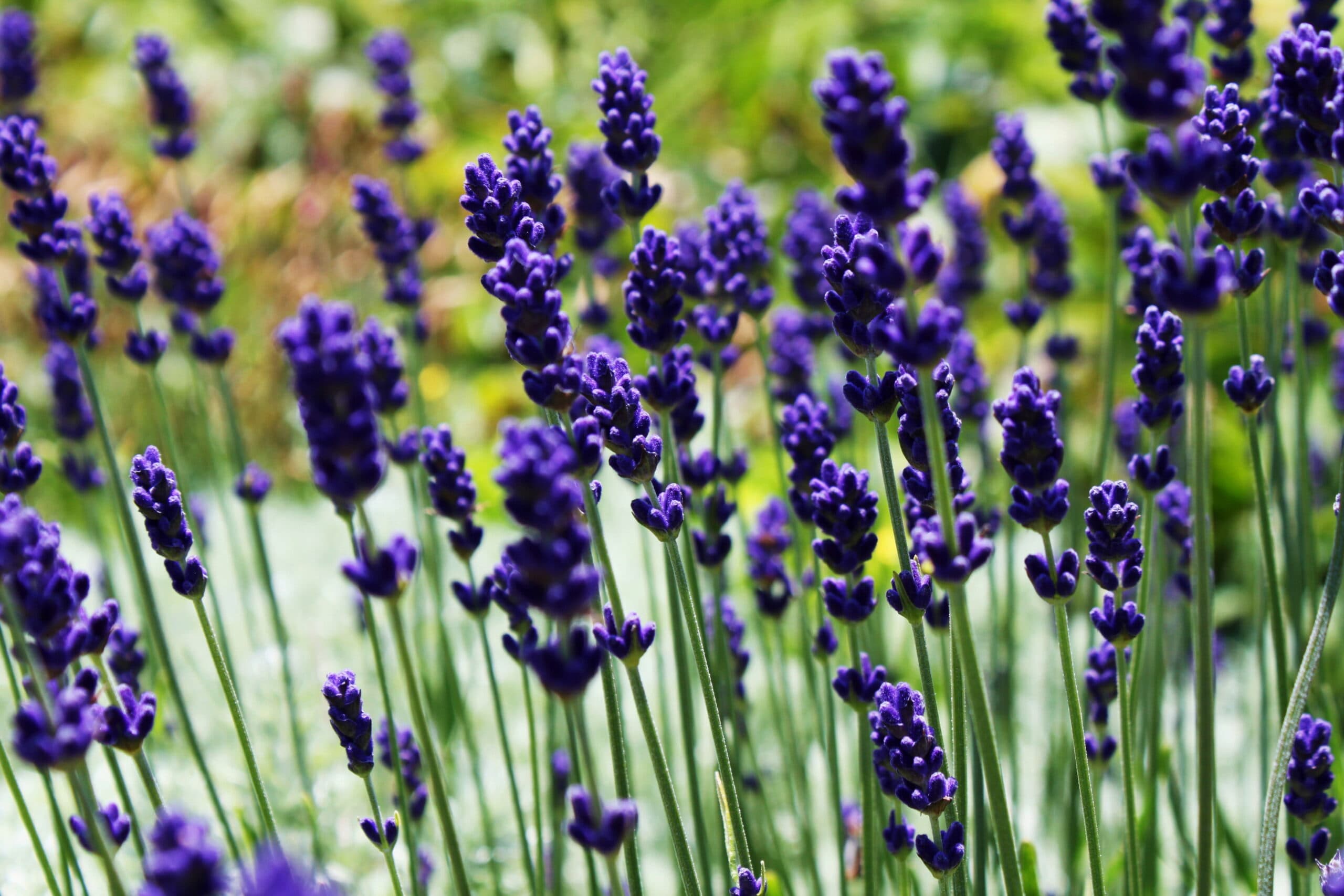A close-up of vibrant purple lavender flowers blooming in a garden.