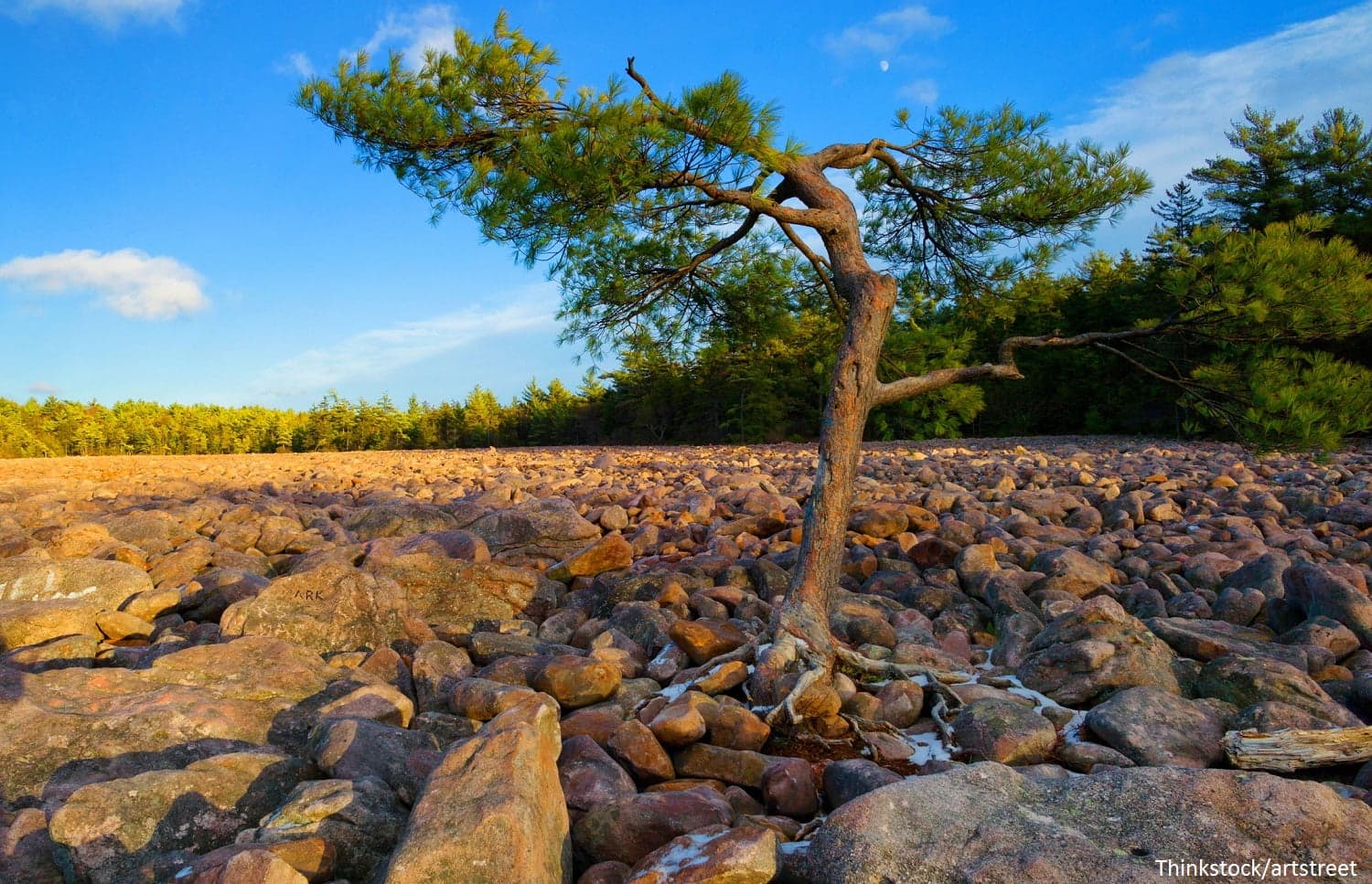 A lone tree stands on a rocky landscape under a blue sky.