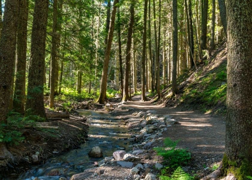 Forest hiking trail winding through tall trees beside a narrow stream, with sunlight filtering through the woods and illuminating the path. Forest hiking trail winding through tall trees beside a narrow stream, with sunlight filtering through the woods and illuminating the path.